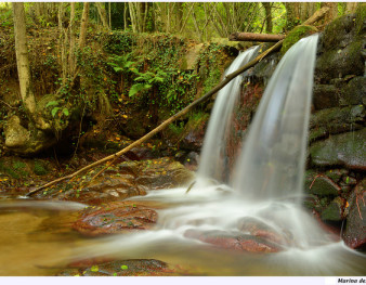 Cascade d'eau en forêt