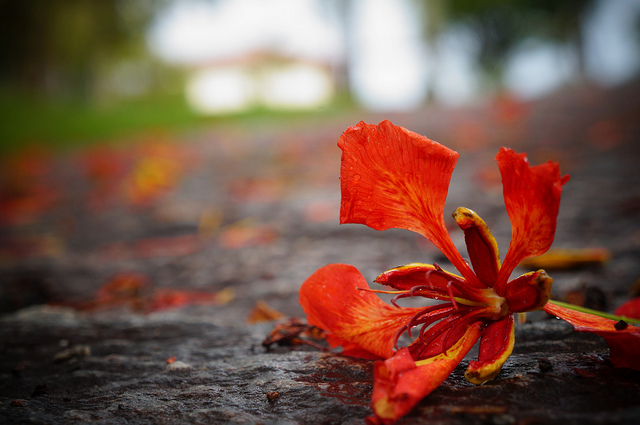 Fleur morte