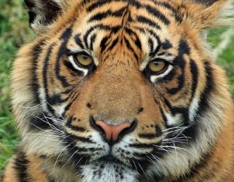 Tigre, l'un des carnivores présentés au Zoo de Mulhouse