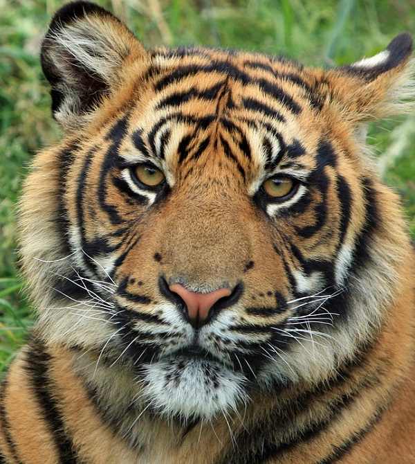 Tigre, l'un des carnivores présentés au Zoo de Mulhouse