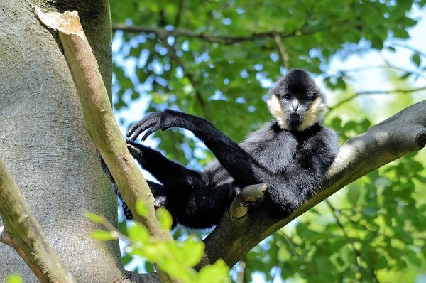 Gibbon à favoris blancs du Nord, espèce protégée par le Zoo de Mulhouse